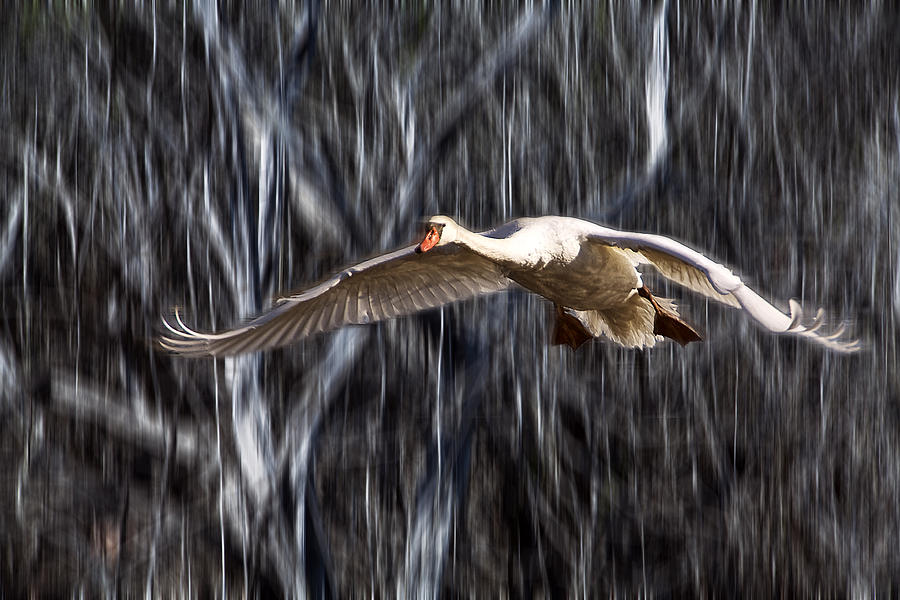 Swan in flight Photograph by Randall Nyhof