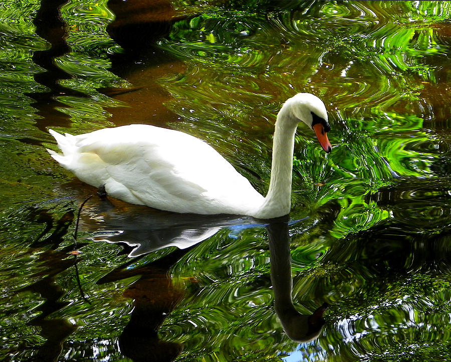 Swan in Green Reflection Photograph by Judy Wanamaker