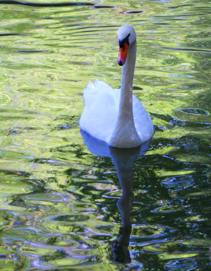 Swan in Green Water 2 Photograph by Linda Phelps