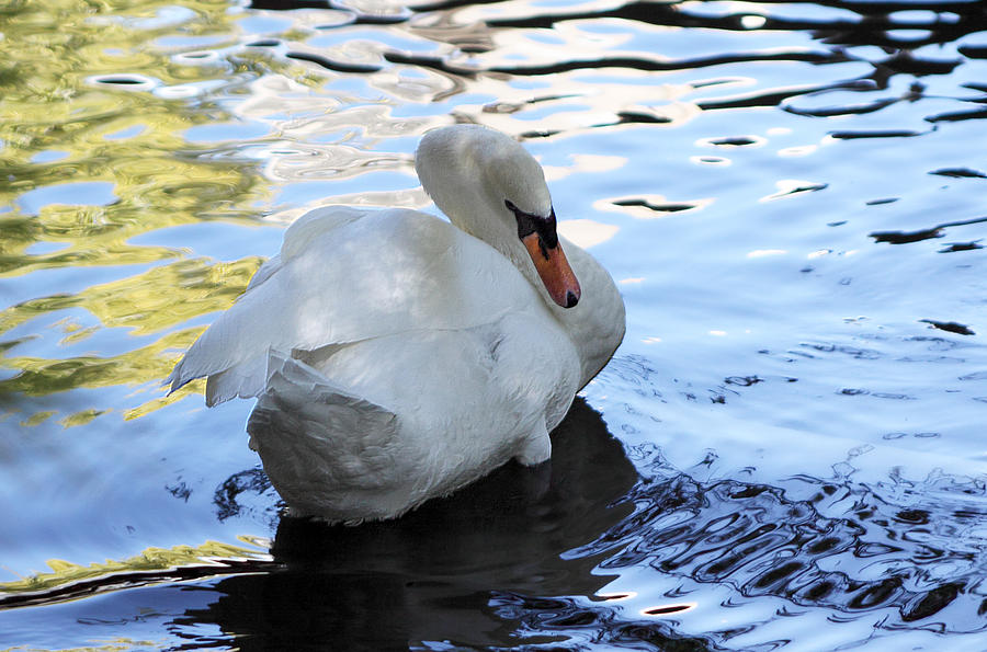 Swan in Natural Color Photograph by Linda Phelps