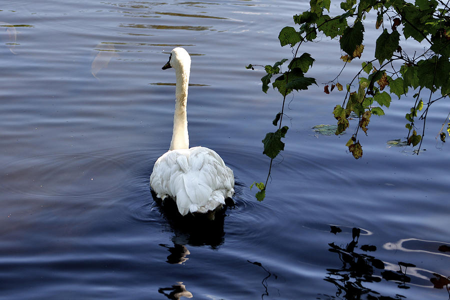 Swan in the Pond Photograph by Richard Gregurich