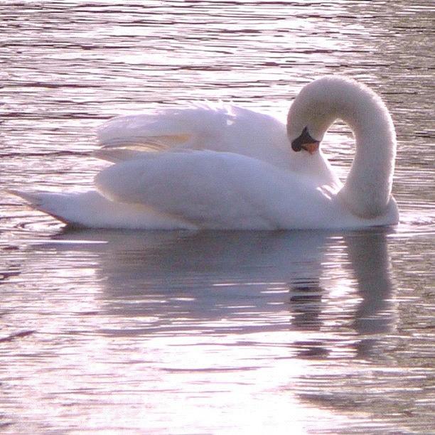 Nature Photograph - #swan #ireland #irish #theloch #lake by Michael Lynch