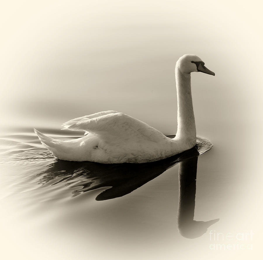 Nature Photograph - Swan by James Yang