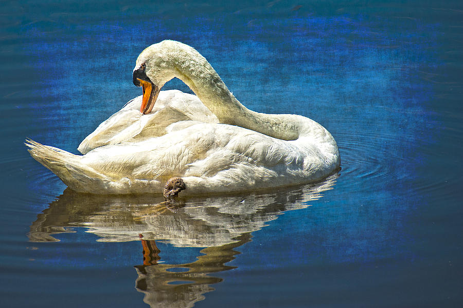 Swan Lake Photograph by Beverly Hanson