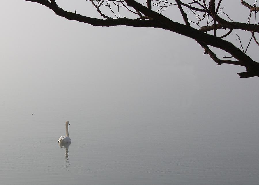 Swan Lake Photograph by Davandra Cribbie