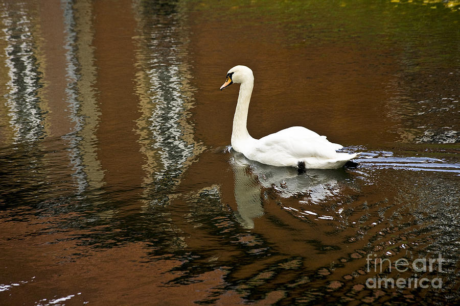 Swan Lake Photograph by Heiko Koehrer-Wagner
