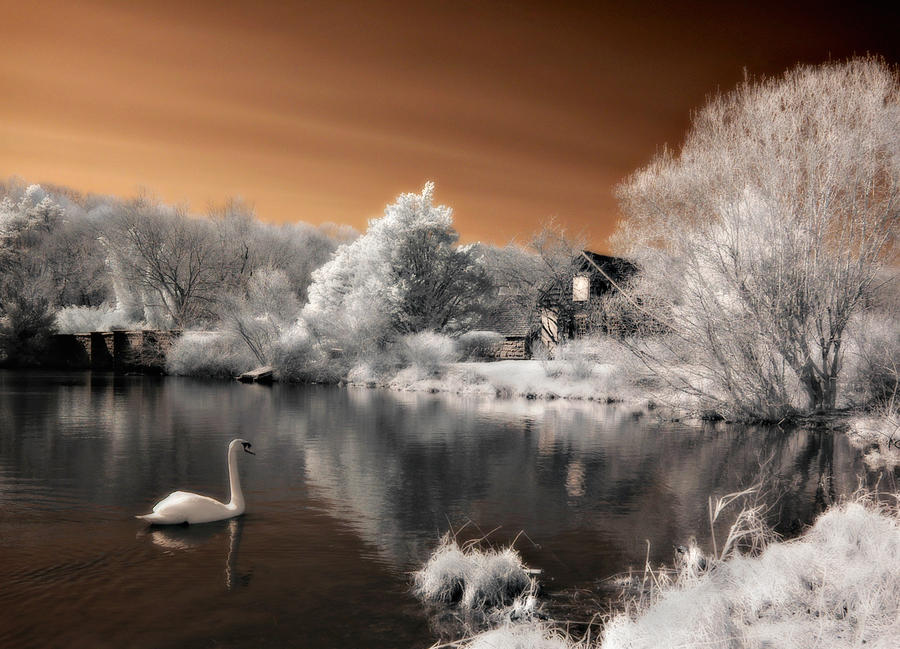 Swan Lake Photograph by Steve Zimic