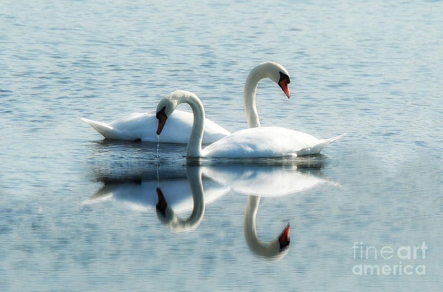 Swan Love 2 Photograph by Andrea Kollo Swan Love 2 Photograph by Andrea Kollo