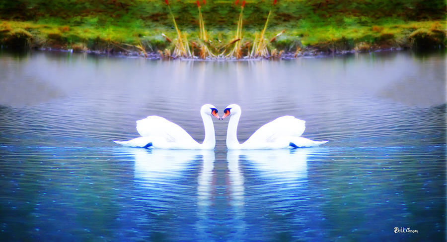 Swan Love Photograph by Bill Cannon