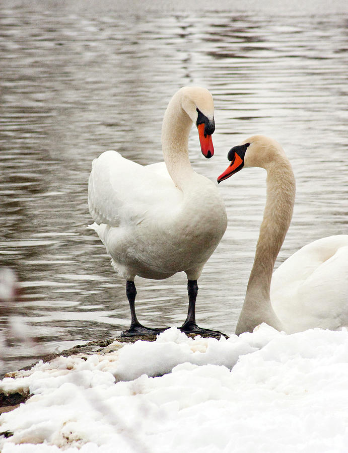 Swan love Photograph by Kelley Nelson