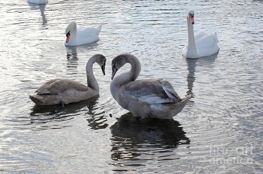 Swans Photograph - Swan Love by Marsha Thornton Swans Photograph - Swan Love by Marsha Thornton