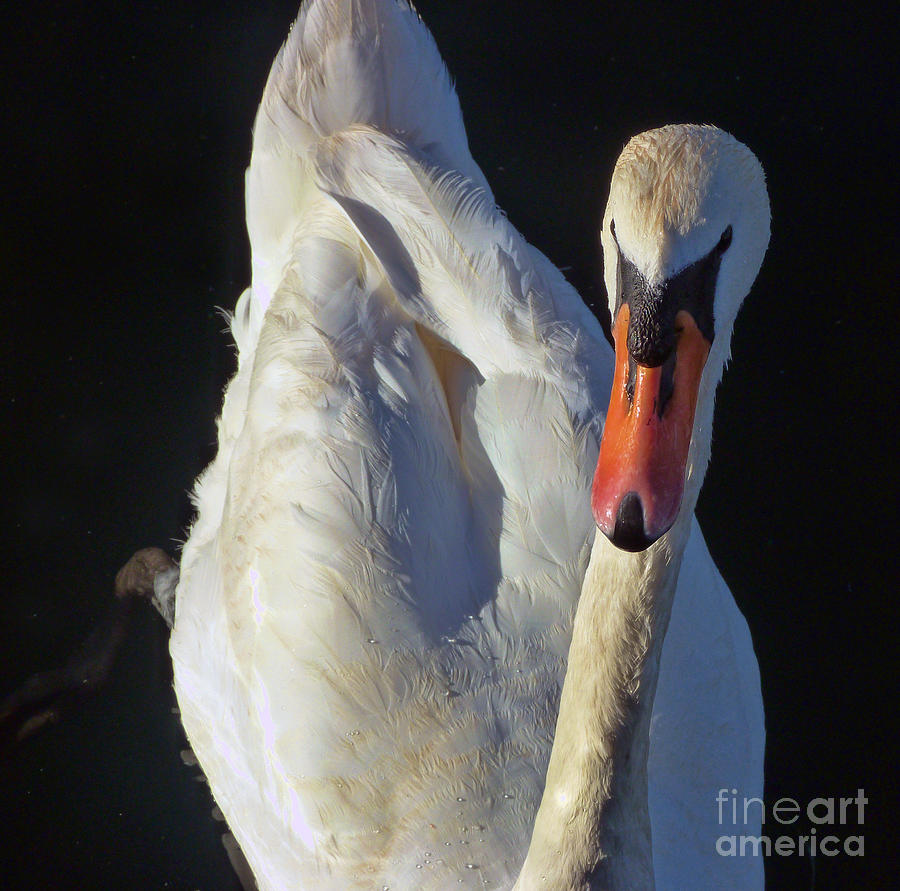 Swan Photograph by Lynn Bolt