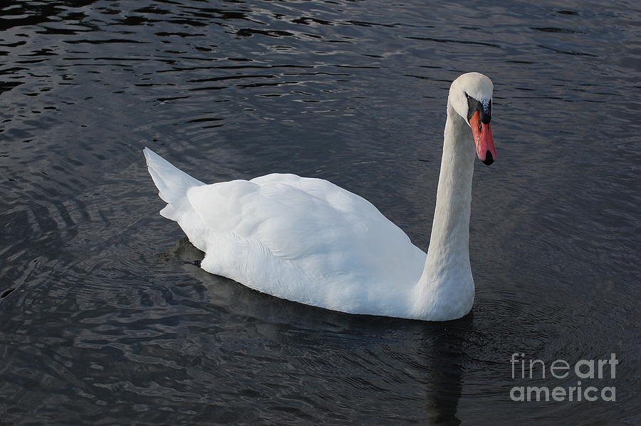 Swan Photograph - Swan by Marsha Thornton Swan Photograph - Swan by Marsha Thornton
