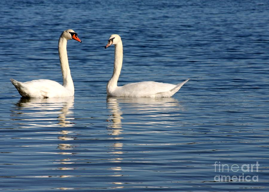 Swan Mates Photograph by Sabrina L Ryan