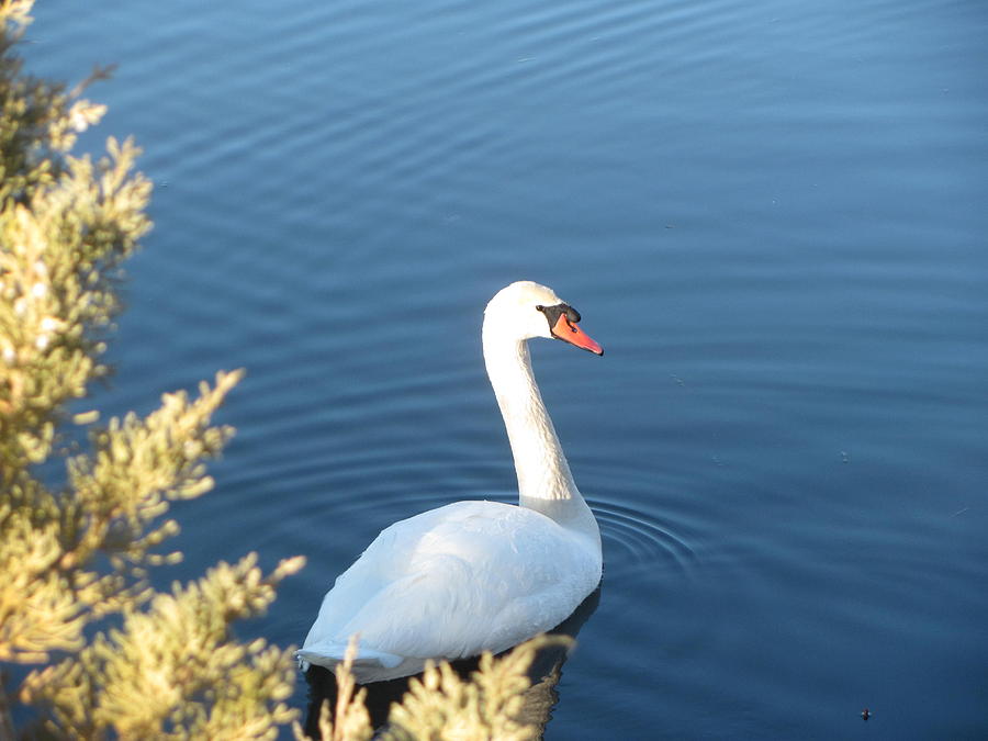 Swan Photograph - Swan Mill Pond by Amy Bradley