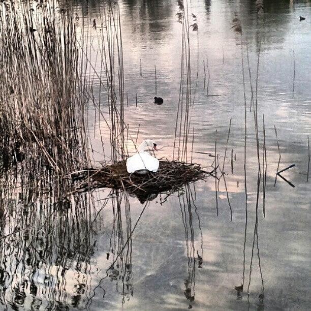 Nature Photograph - #swan #nest #water #nature #tagstagram by Andy Florint