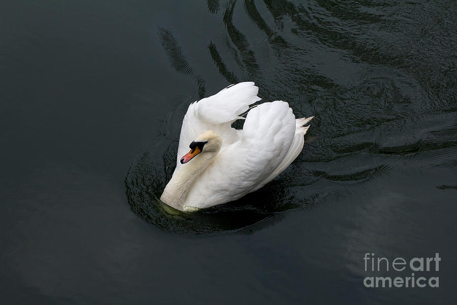 Swan on black water Photograph by Les Palenik