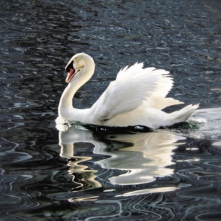 Swan Painting - Swan on Lake Eola by Glennis Siverson