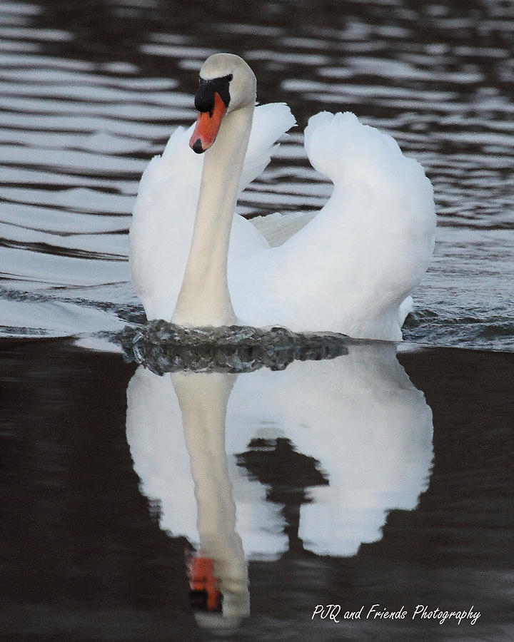 Swan on Swan Photograph by PJQandFriends Photography