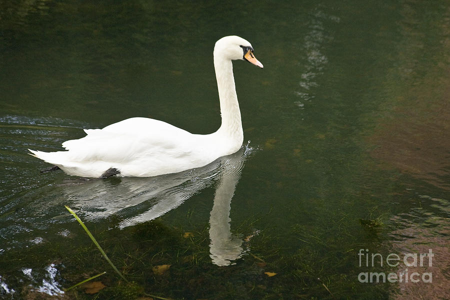 Swan on the Lake Photograph by Heiko Koehrer-Wagner