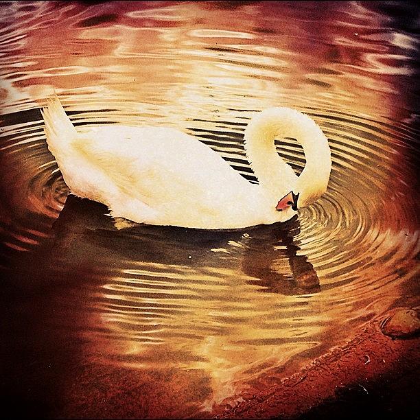 Swan Photograph - Swan orange effect by Rachel Williams