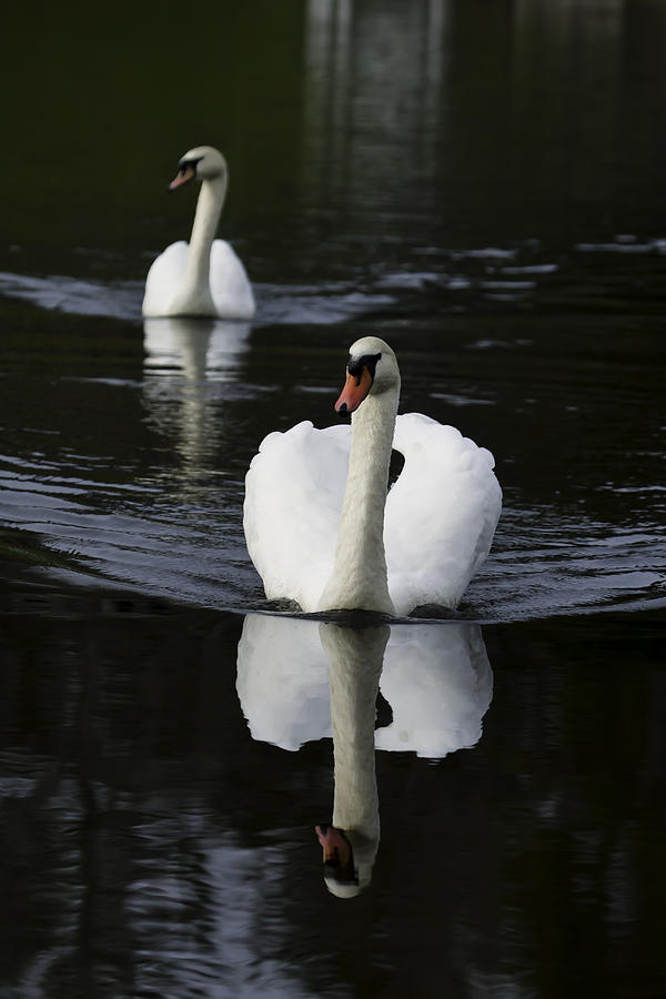 Swan Photograph - Swan Pair 2 by Rob Travis