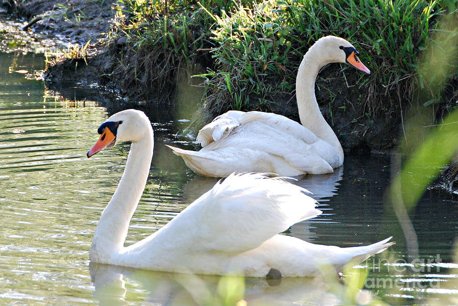 Swan Pair Photograph by Lila Fisher-Wenzel