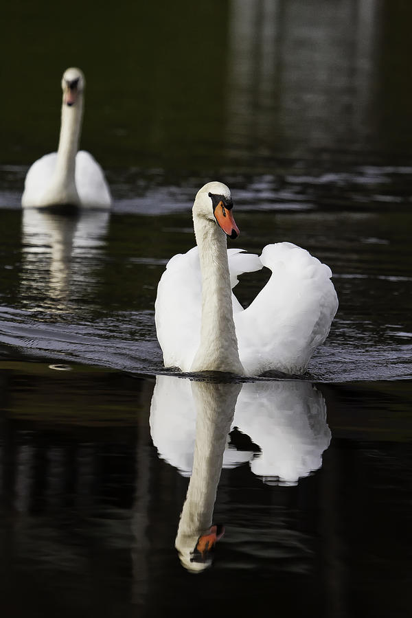Swan Photograph - Swan Pair by Rob Travis