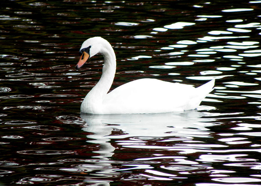 Swan Perfection Photograph by Kim Galluzzo Wozniak