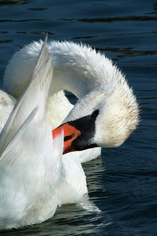 Swan Pluck Photograph by Karol Livote