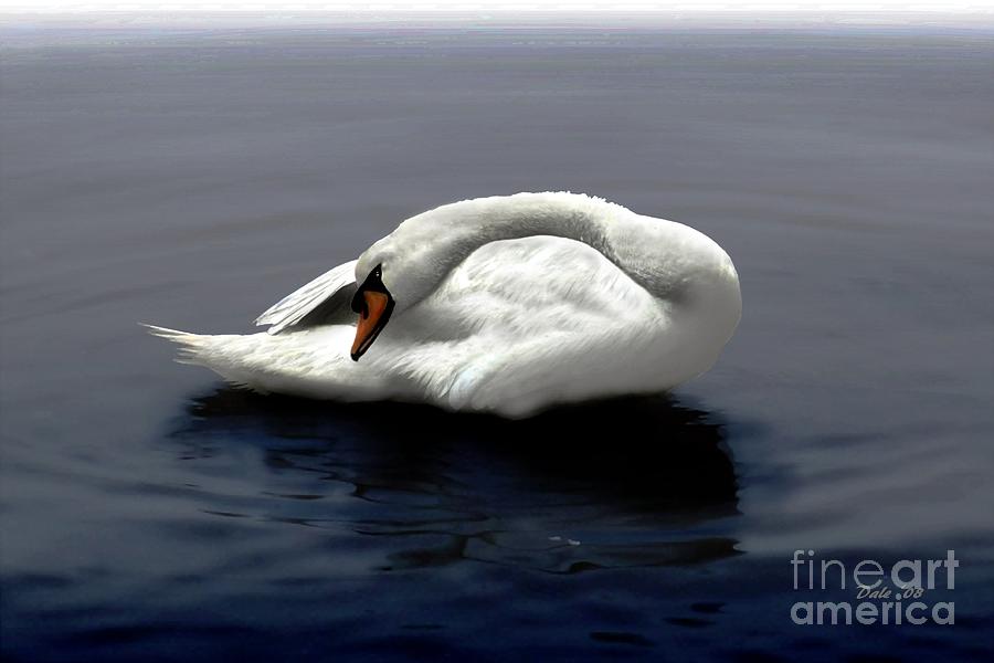 Swan Posing Digital Art by Dale   Ford