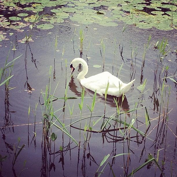 Swan Photograph - Swan by Rachel Williams