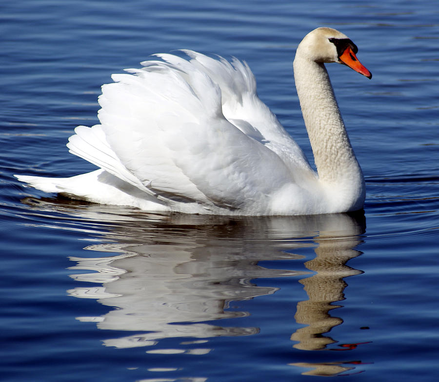 Swan Reflection by Dawn Williams