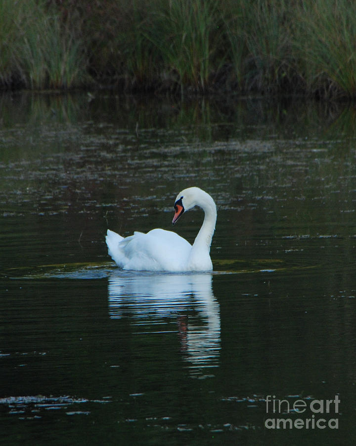 Swan Reflection Photograph by Grace Grogan