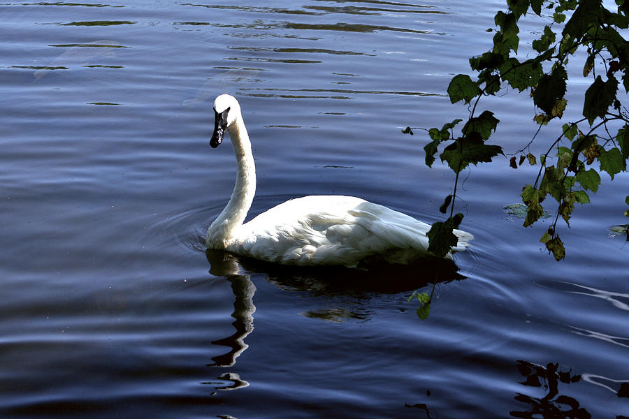 Swan Reflection Photograph by Richard Gregurich