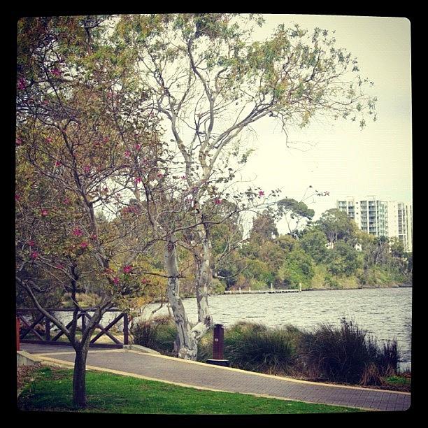 Nature Photograph - Swan River In Ascot #perth by Kristie Brown