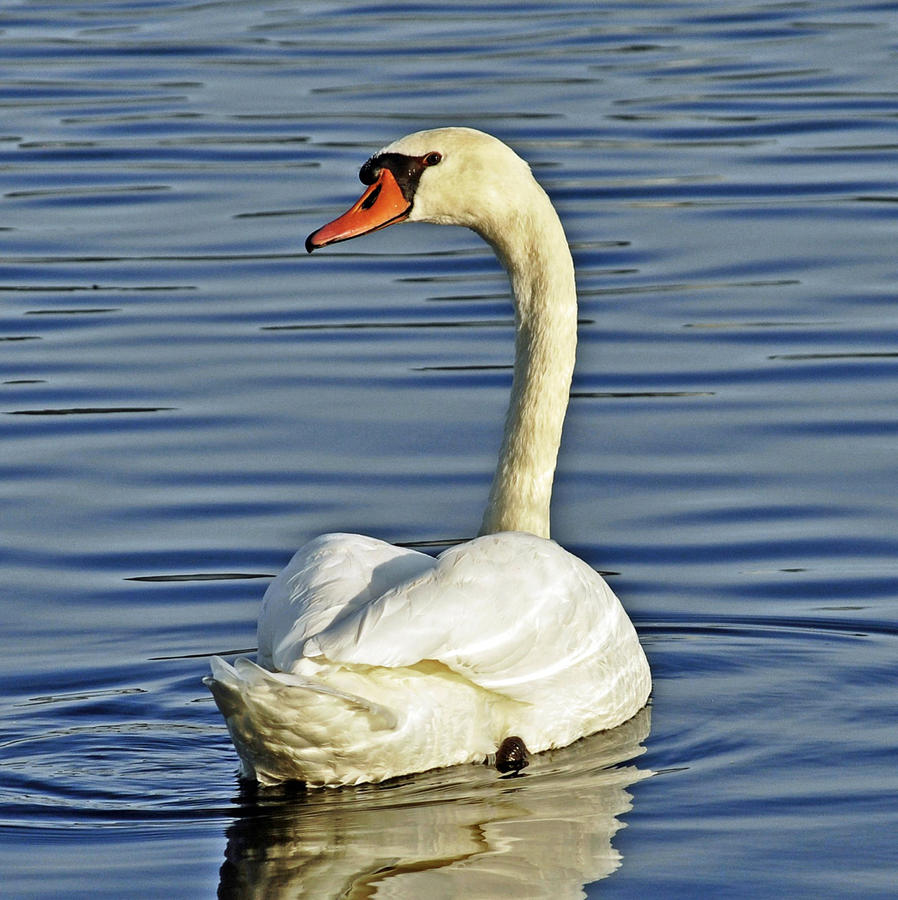 Swan Photograph by Rodney Campbell