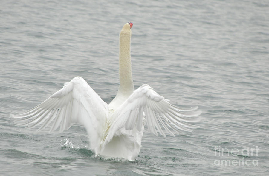Swan Photograph by Ronald Grogan