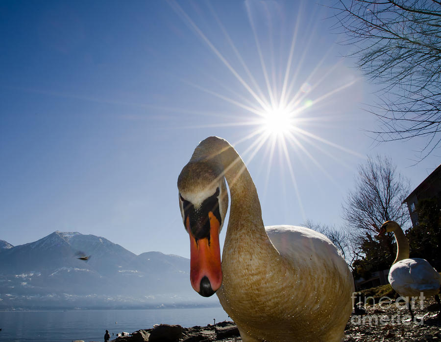 Swan Photograph - Swan saying hello by Mats Silvan