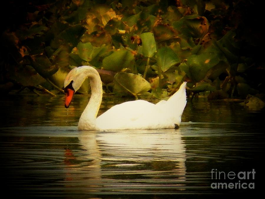 Swan Solo Photograph by Joyce Kimble Smith