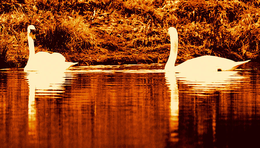 Swan Song 4 Digital Art by Aron Chervin