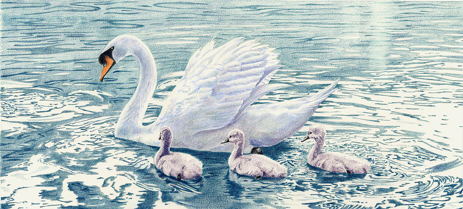 Premium Vector | Swan on the water, vintage drawing vector illustration