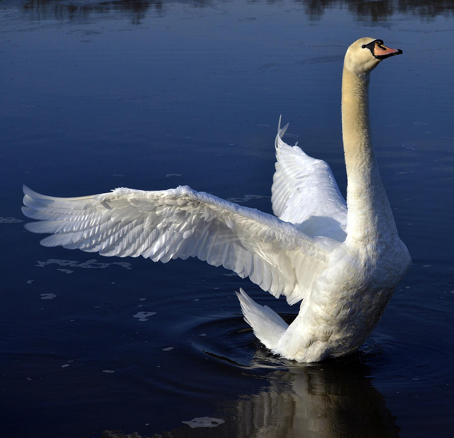 Swan stretch Photograph by Brian Stevens | Fine Art America