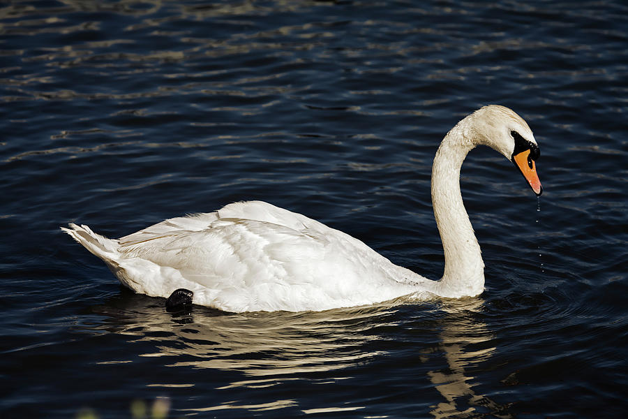 Swan Swimming Photograph by Nick  Shirghio