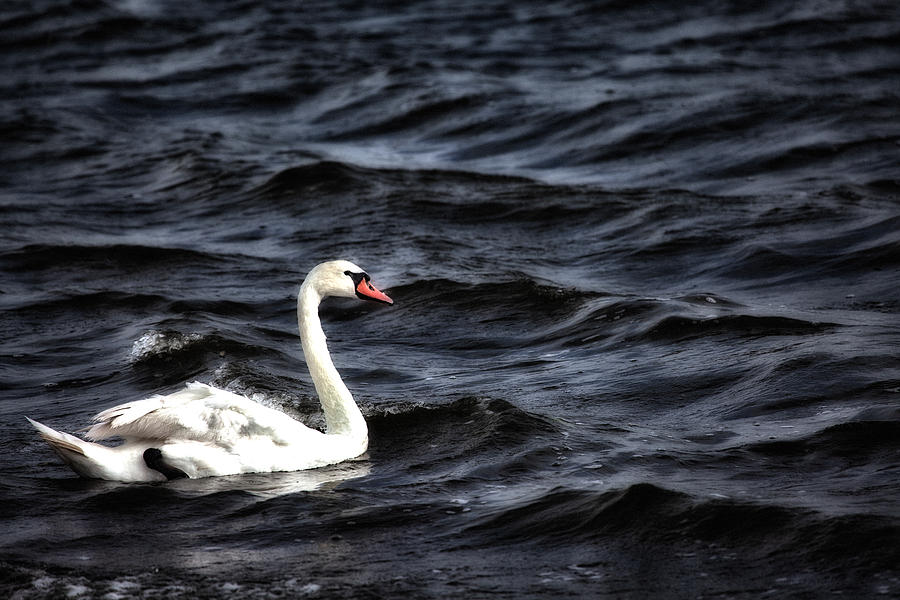 Swan Waves Photograph by Karol Livote