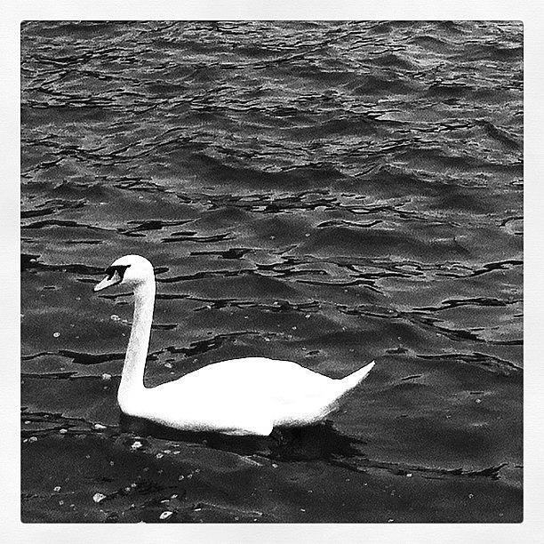 Swan Photograph - Swan White by Soda Love