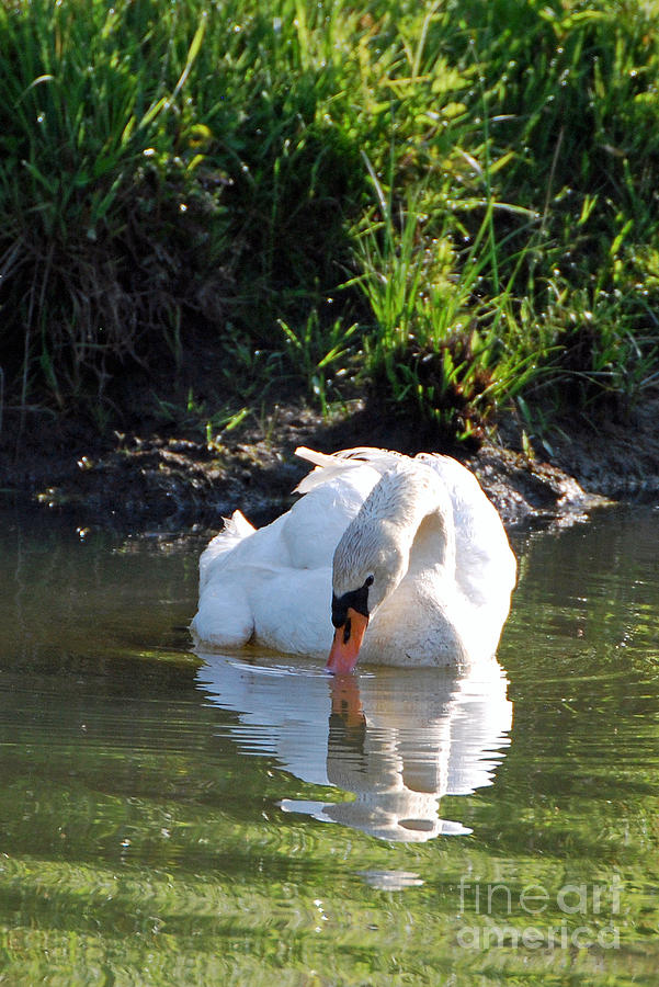 Swan with Reflection Photograph by Lila Fisher-Wenzel