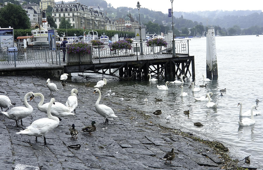 Swans and ducks in Lake Lucerne Photograph by Ashish Agarwal