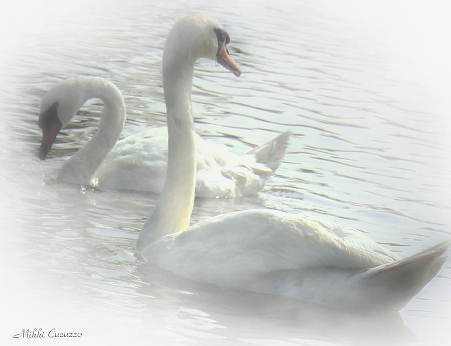 Swans at the pond Photograph by Mikki Cucuzzo
