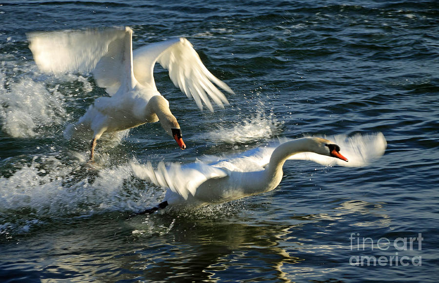 Swans at War Photograph by Charline Xia
